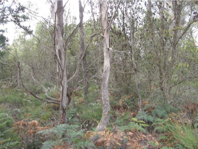 . North Ansons Road, Gladstone TAS 7264