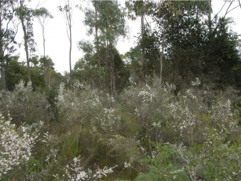 . North Ansons Road, Gladstone TAS 7264