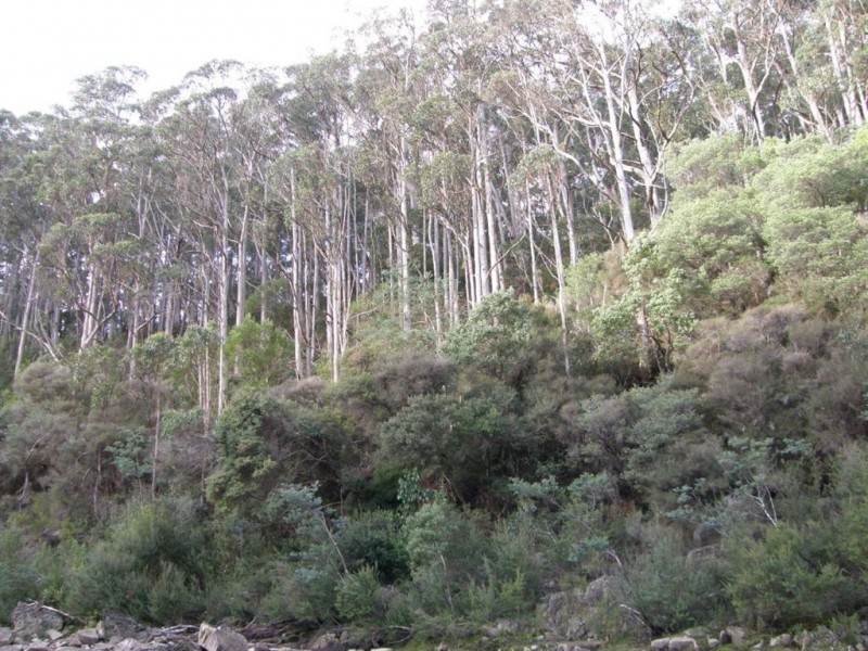 286 Mutual Road, Derby TAS 7264