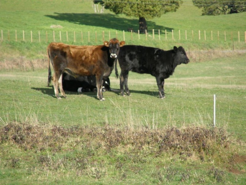 . Tasman Highway, Springfield TAS 7260