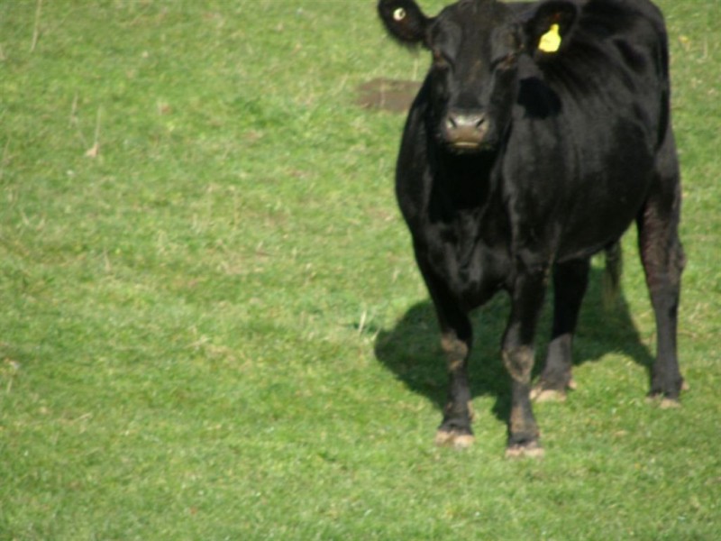 . Tasman Highway, Springfield TAS 7260