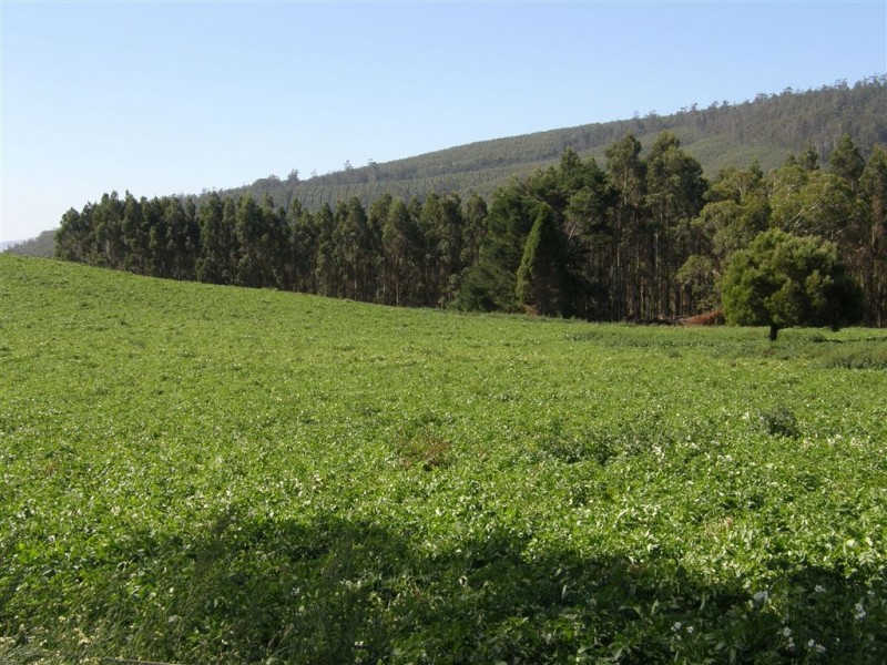 181 Ruby Flats Road, Ringarooma TAS 7263