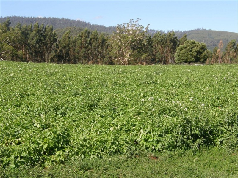 181 Ruby Flats Road, Ringarooma TAS 7263