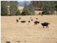 . Ruby Flats Road, Ringarooma TAS 7263