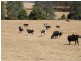 . Ruby Flats Road, Ringarooma TAS 7263