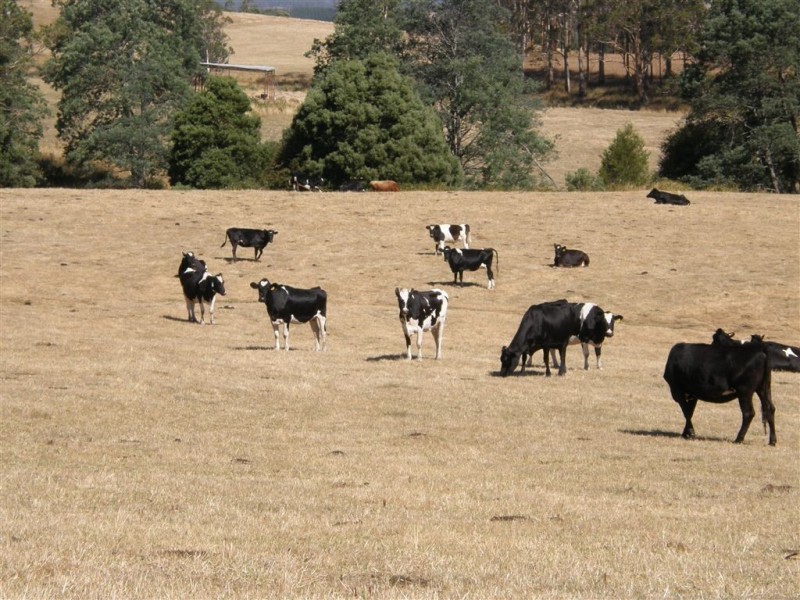 . Ruby Flats Road, Ringarooma TAS 7263