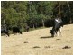 . Ruby Flats Road, Ringarooma TAS 7263