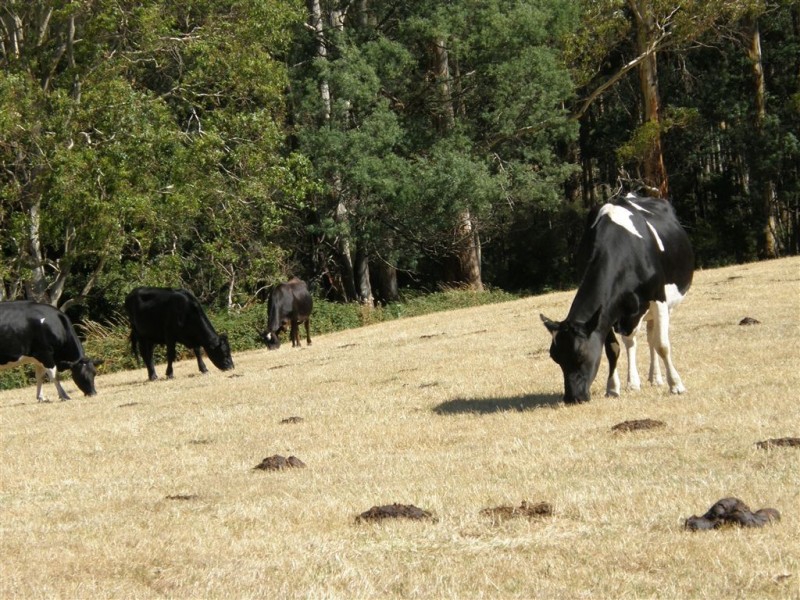 . Ruby Flats Road, Ringarooma TAS 7263