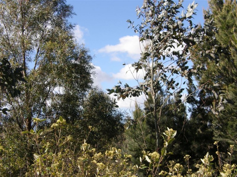 Lot 2 Barnbougle Road, Bridport TAS 7262