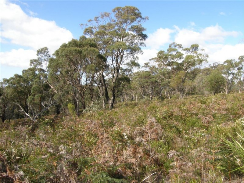 Lot 2 Barnbougle Road, Bridport TAS 7262