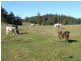 - Peddles Road, Legerwood TAS 7263