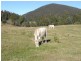 - Peddles Road, Legerwood TAS 7263