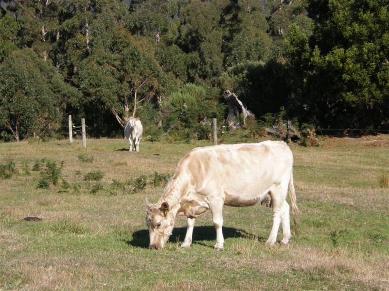 - Peddles Road, Legerwood TAS 7263