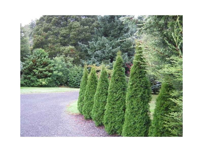 144 Burns Road, Wyena, Lebrina TAS 7254