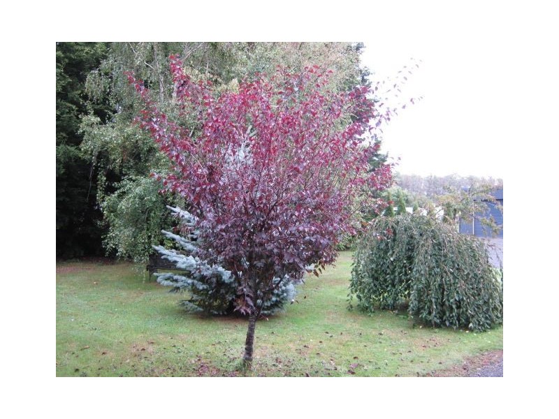 144 Burns Road, Wyena, Lebrina TAS 7254