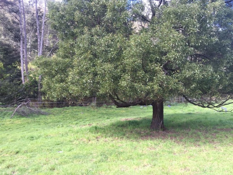 5-7 Main Street, Derby TAS 7264