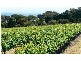 lot 1 Martin Rd, Yankalilla SA 5203