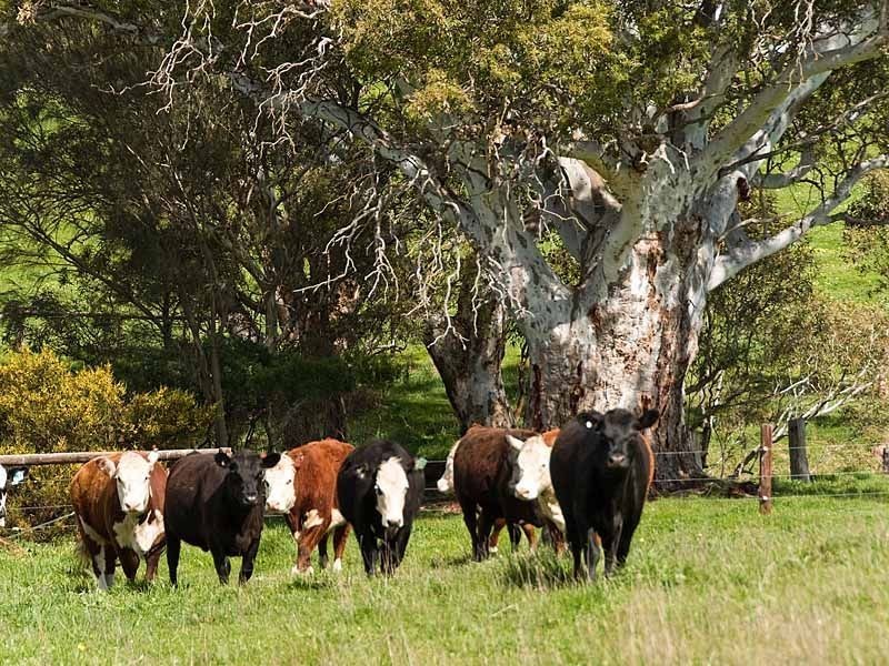 “Unalla” Wellington Road, Wistow SA 5251