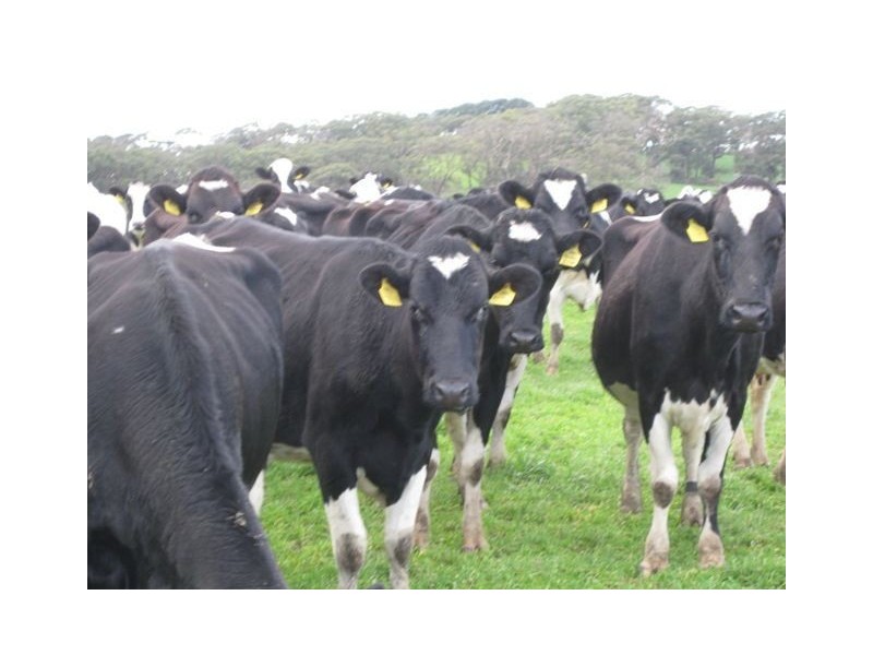 Lot 91 James Track & Lot 1 Coopers Road, Myponga SA 5202