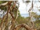 Sect 125 Woodroffe Road, Cape Jervis SA 5204