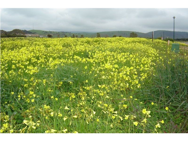 Lot 139 Resolute Avenue, Normanville SA 5204