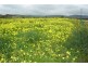 Lot 141 Resolute Avenue, Normanville SA 5204
