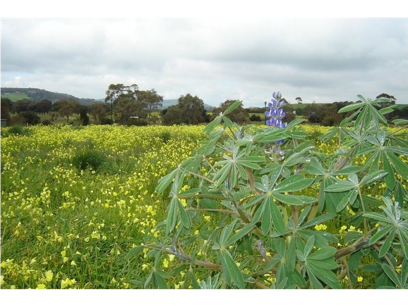 Lot 142 Resolute Avenue, Normanville SA 5204