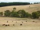 Lot 22 Wild Dog Creek Road, Wattle Flat SA 5203