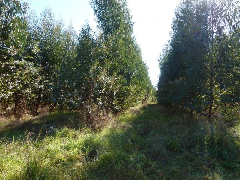 Lot 500 Munetta Road, Mount Compass SA 5210