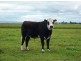 Lt 92 & 93 Clayton Milang Road, Milang SA 5256