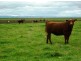Lt 92 & 93 Clayton Milang Road, Milang SA 5256