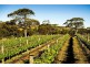 102 Allusion Wines, Cellar Door, Yankalilla SA 5203