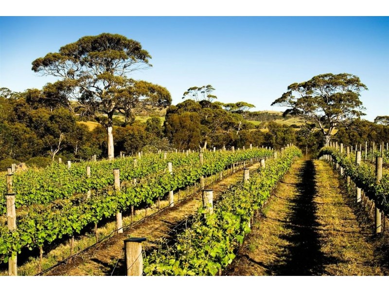 102 Allusion Wines, Cellar Door, Yankalilla SA 5203