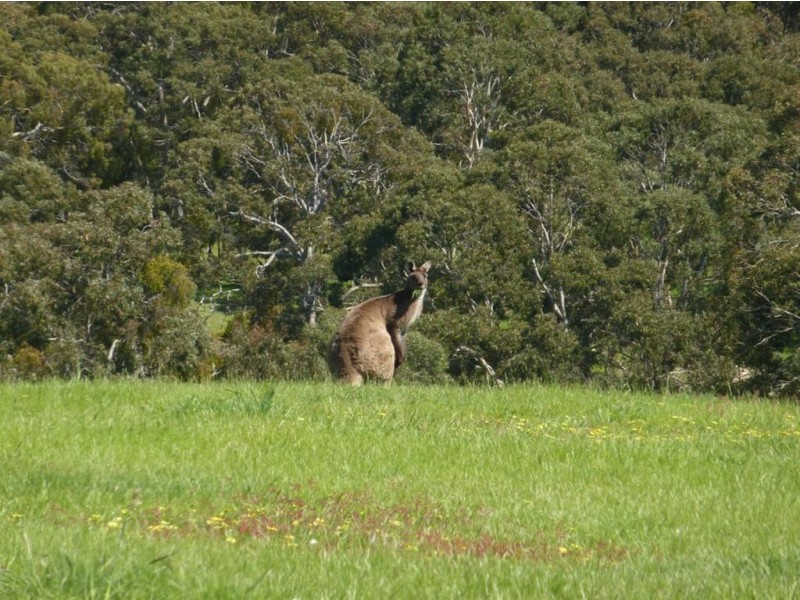 Lot 10 Back Valley Road, Victor Harbor SA 5211