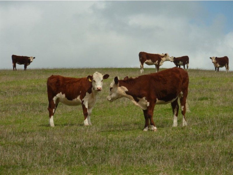 Lot 27 Range Road, Victor Harbor SA 5211