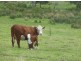 Lot 3 Wilkins Road, Victor Harbor SA 5211