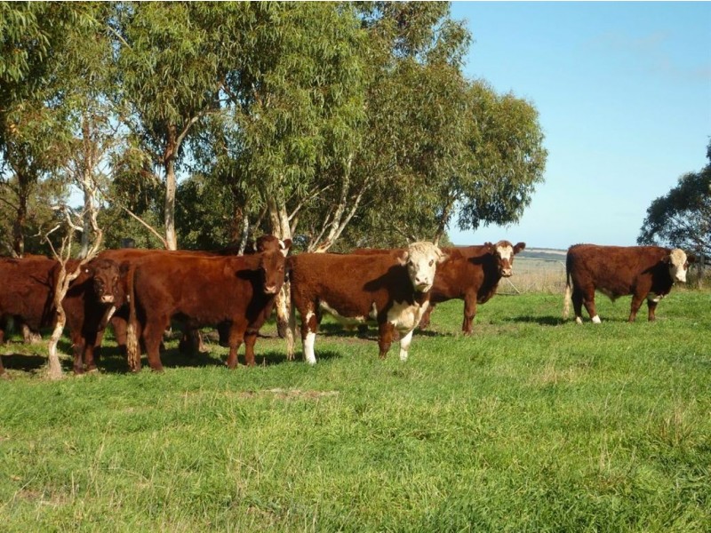 Sect 722 Range Road, Waitpinga SA 5211