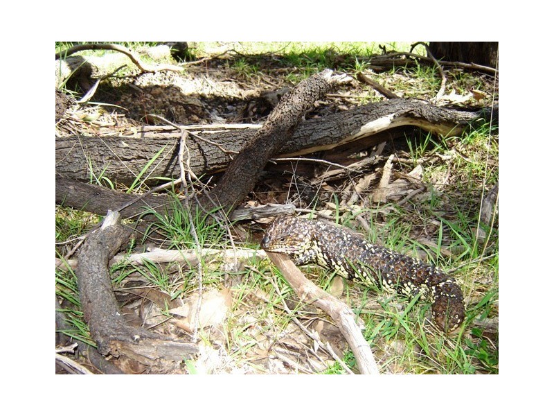 Lot 1545 via Forest Road, Second Valley SA 5204