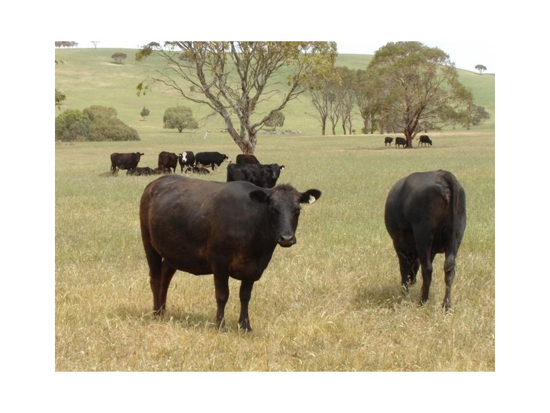 Allotmt 12 Finniss Vale Drive, Second Valley SA 5204