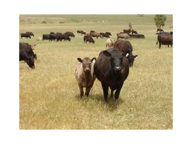 Allot 382 Finniss Vale Drive, Second Valley SA 5204