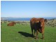 Lot 11 Forktree Road, Carrickalinga SA 5204