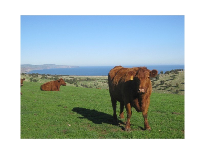 Lot 11 Forktree Road, Carrickalinga SA 5204