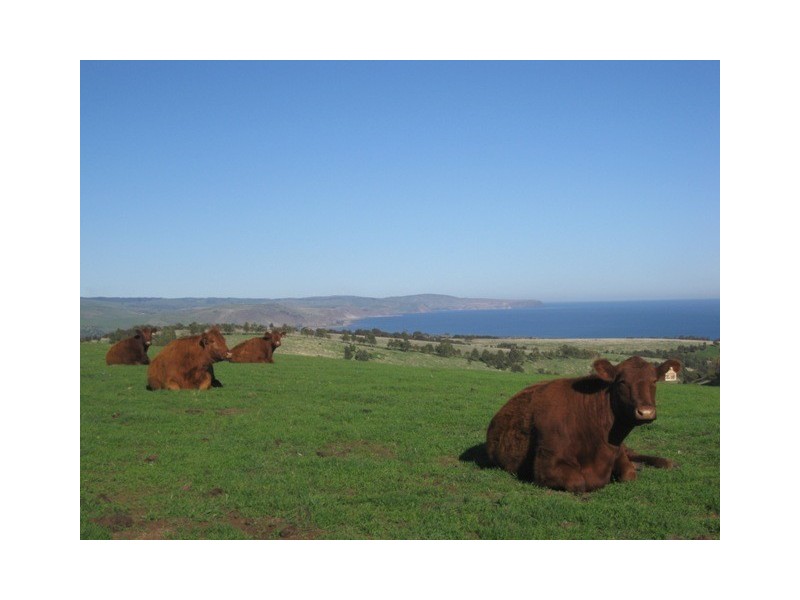 Lot 11 Forktree Road, Carrickalinga SA 5204
