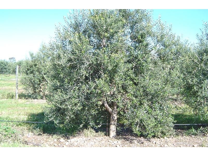 Lot 354 Rogers Road,Sellicks Hill, Sellicks Hill SA 5174