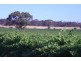 Lot 362 Light Pass Rd, Light Pass SA 5355