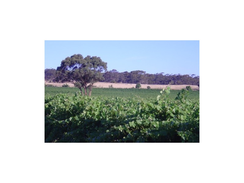 Lot 362 Light Pass Rd, Light Pass SA 5355