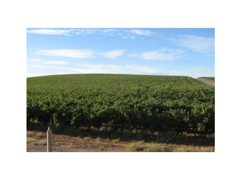 Lot 557 Gomersal Road, Shea-oak Log SA 5371