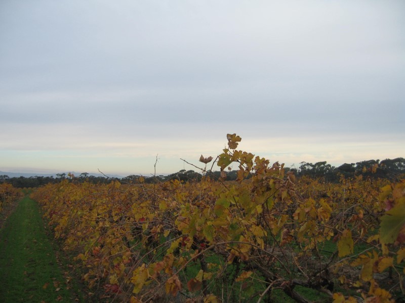 Lot 96 Moppa Road, Nuriootpa SA 5355