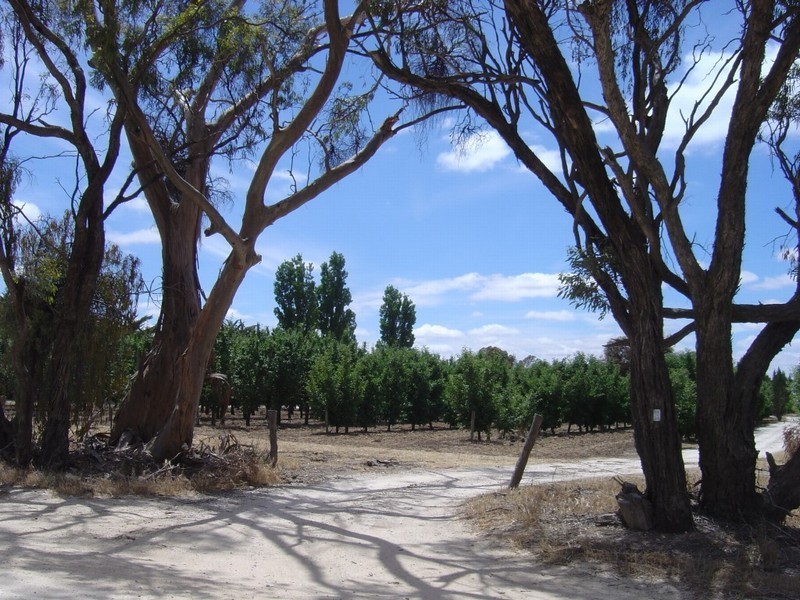 Lot 344 Research Road, Nuriootpa SA 5355