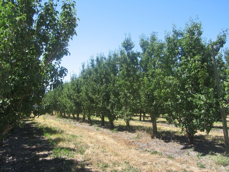 Lot 344 Research Road, Nuriootpa SA 5355